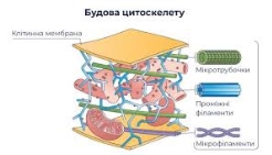 Методи дослідження клітин. Типи мікроскопії. Структура еукаріотичної